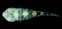 Cortez clingfish (Tomicodon boehlkei)