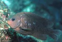 Cortez damselfish (Stegastes rectifraenum)