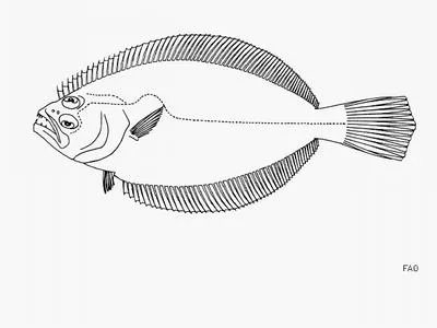 Cortez flounder (Paralichthys aestuarius)
