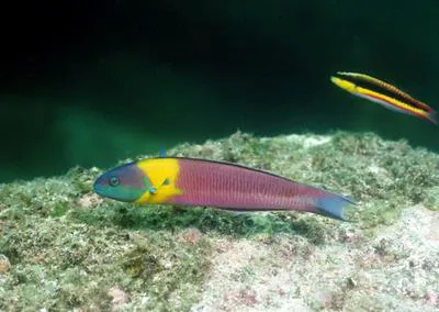 Cortez rainbow wrasse (Thalassoma lucasanum)