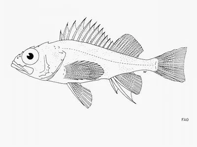 Cortez rockfish (Sebastes cortezi)