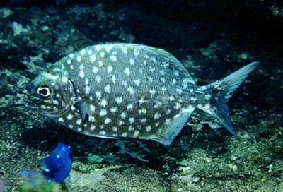 Cortez sea chub (Kyphosus elegans)