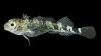 Cortez triplefin (Axoclinus nigricaudus)