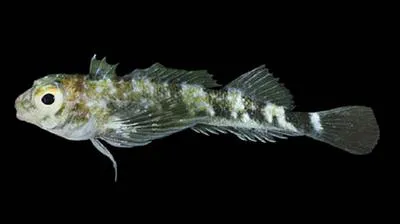 Cortez triplefin (Axoclinus nigricaudus)