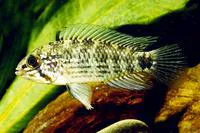 Corumba cichlid (Apistogramma commbrae)