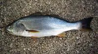 Corvina drum (Cilus gilberti)