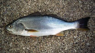 Corvina drum (Cilus gilberti)