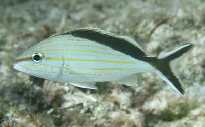 Cottonwick grunt (Haemulon melanurum)