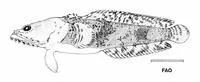Cotuero toadfish (Batrachoides manglae)