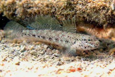 Couch's goby (Gobius couchi)