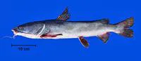Couma sea catfish (Sciades couma)