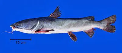 Couma sea catfish (Sciades couma)