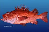 Cowcod (Sebastes levis)