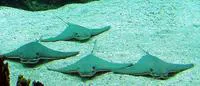 Cownose ray (Rhinoptera bonasus)