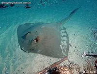 Cowtail stingray (Pastinachus sephen)