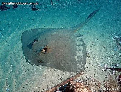 Cowtail stingray (Pastinachus sephen)