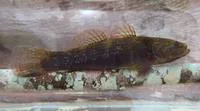 Cox's gudgeon (Gobiomorphus coxii)
