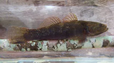 Cox's gudgeon (Gobiomorphus coxii)