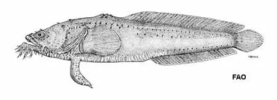 Cozumel toadfish (Sanopus johnsoni)