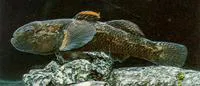 Cran's bully (Gobiomorphus basalis)
