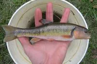 Creek chub (Semotilus atromaculatus)
