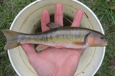 Creek chub (Semotilus atromaculatus)
