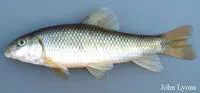 Creek chubsucker (Erimyzon oblongus)