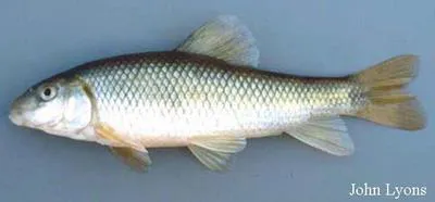 Creek chubsucker (Erimyzon oblongus)