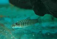 Creek loach (Schistura beavani)