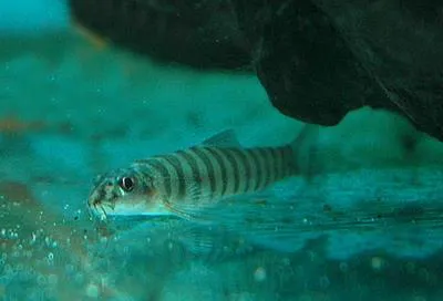 Creek loach (Schistura beavani)