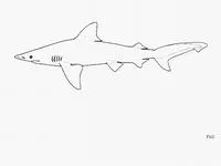 Creek whaler (Carcharhinus fitzroyensis)