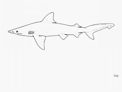 Creek whaler (Carcharhinus fitzroyensis)