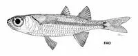 Crenulated silverside (Hypoatherina crenolepis)