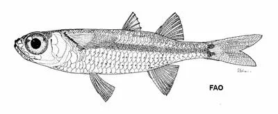 Crenulated silverside (Hypoatherina crenolepis)