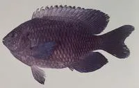 Creole damsel (Pomacentrus agassizii)