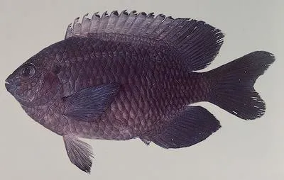 Creole damsel (Pomacentrus agassizii)