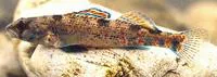 Creole darter (Etheostoma collettei)