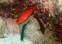 Creole-fish (Paranthias furcifer)