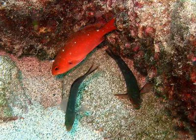 Creole-fish (Paranthias furcifer)