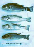 Creole perch (Percichthys trucha)