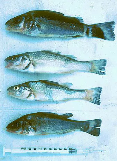 Creole perch (Percichthys trucha)