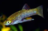 Creole topminnow (Girardinus creolus)