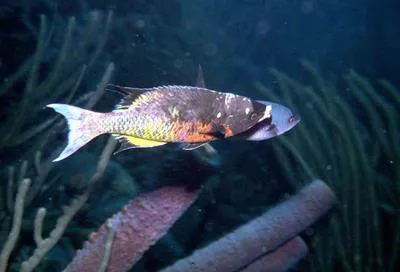 Creole wrasse (Clepticus parrae)
