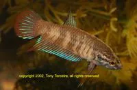 Crescent betta (Betta imbellis)