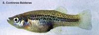 Crescent gambusia (Gambusia hurtadoi)