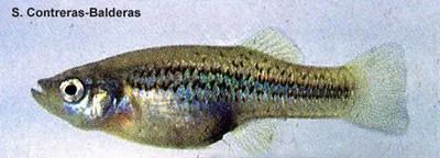 Crescent gambusia (Gambusia hurtadoi)