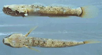 Crescent goby (Gobulus crescentalis)