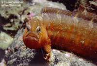 Crescent gunnel (Pholis laeta)