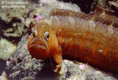 Crescent gunnel (Pholis laeta)