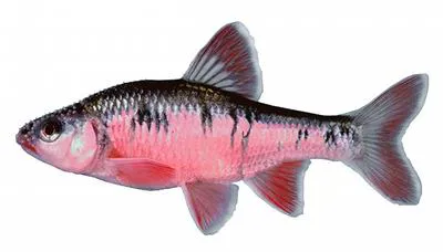 Crescent shiner (Luxilus cerasinus)